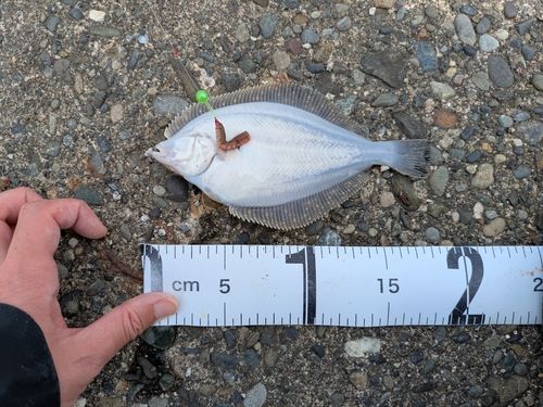 イシガレイの釣果
