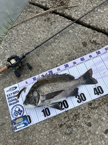 クロダイの釣果