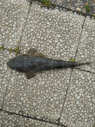マゴチの釣果