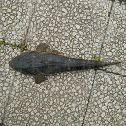 マゴチ
