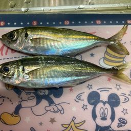 アジ