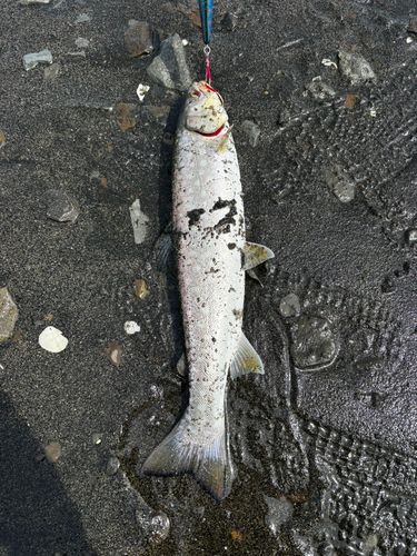 ウミアメの釣果
