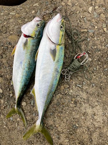 ハマチの釣果