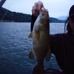 スモールマウスバス