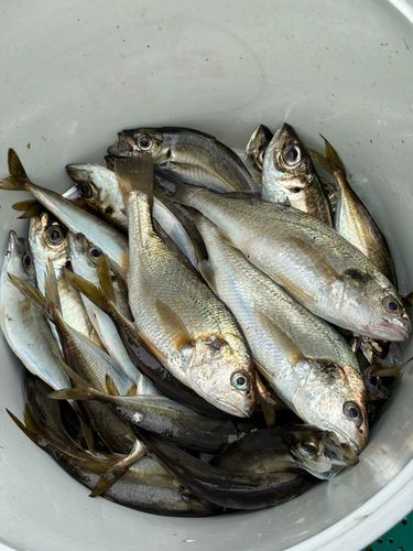 マアジの釣果