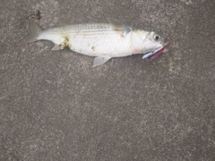 ボラの釣果
