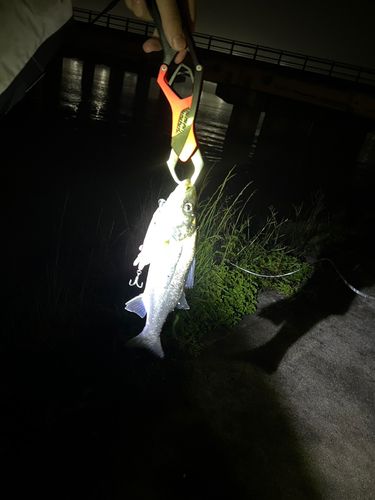セイゴ（マルスズキ）の釣果