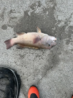 カンダイの釣果