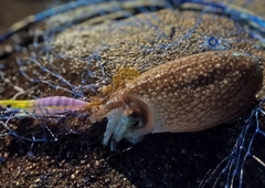 シリヤケイカの釣果
