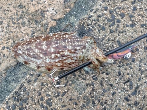 コウイカの釣果