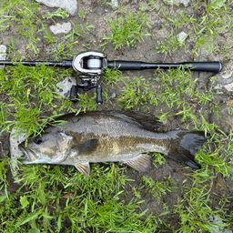 スモールマウスバス