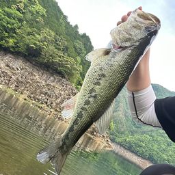 ブラックバス