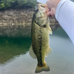 ブラックバス