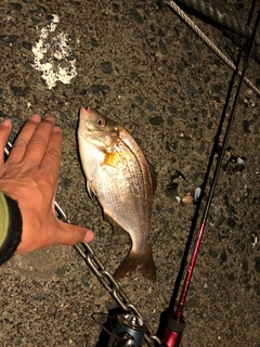 タナゴの釣果