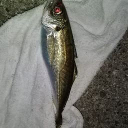 アジ