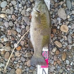 スモールマウスバス