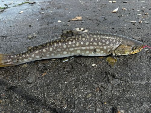 ウミアメの釣果