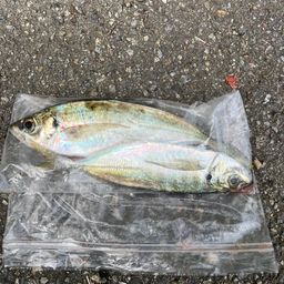 アジ
