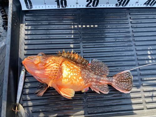 ウッカリカサゴの釣果