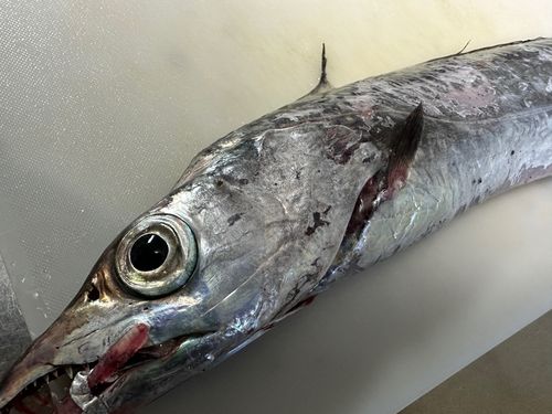 タチウオの釣果