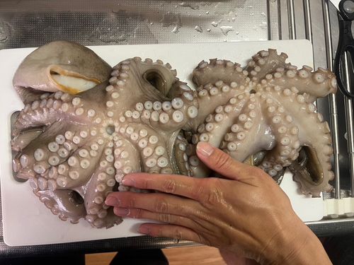 マダコの釣果