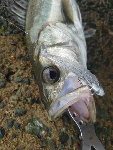 セイゴ（マルスズキ）の釣果