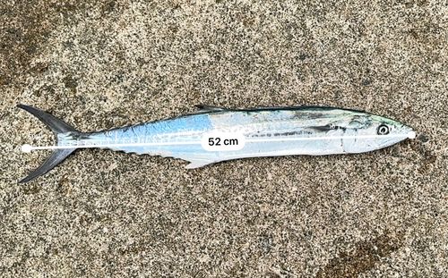 サゴシの釣果