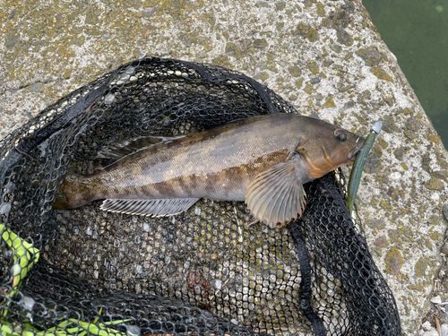 アイナメの釣果