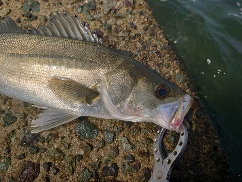セイゴ（マルスズキ）の釣果