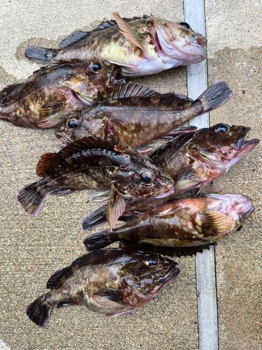 カサゴの釣果