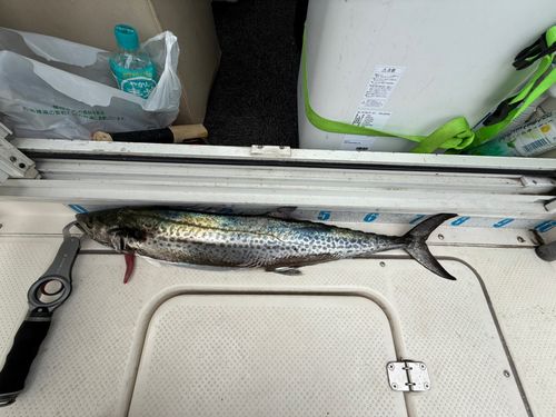 サワラの釣果