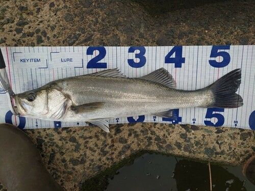 フッコ（マルスズキ）の釣果