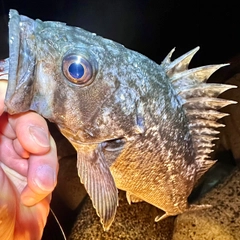 クロソイの釣果