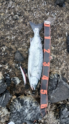 サクラマスの釣果