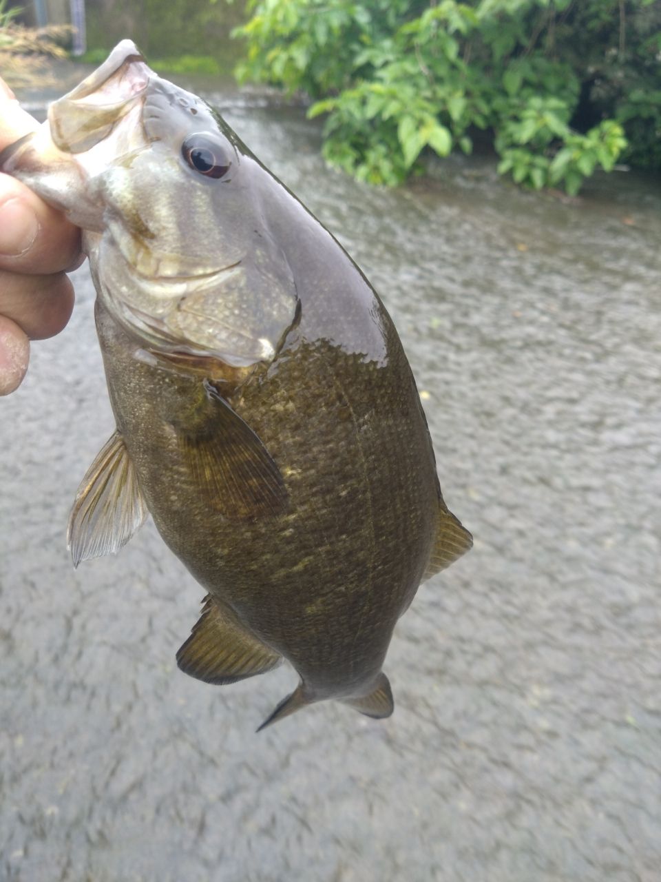 スモールマウスバス