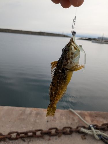 ハゼの釣果