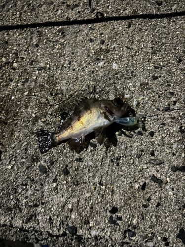 メバルの釣果