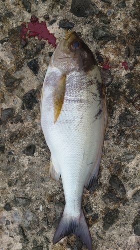 イサキの釣果