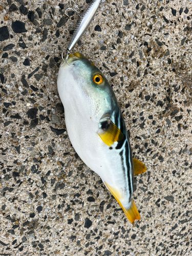 シマフグの釣果