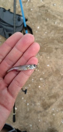 キビナゴの釣果