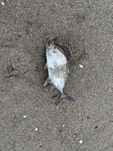メッキの釣果