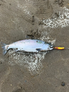 サクラマスの釣果