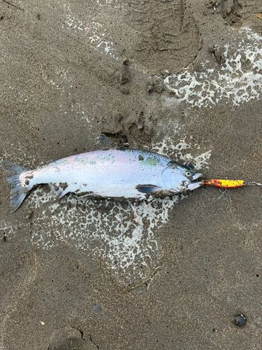 サクラマスの釣果