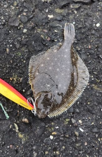イシガレイの釣果