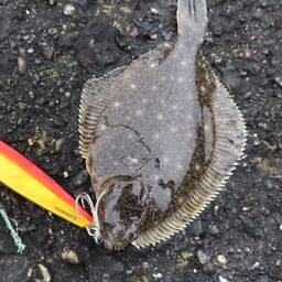 イシガレイ