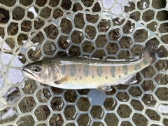 ヤマメの釣果