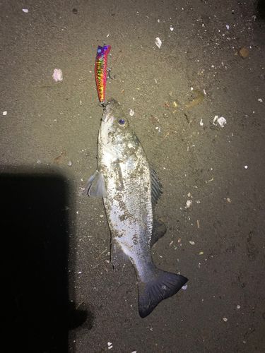 セイゴ（ヒラスズキ）の釣果