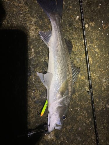 フッコ（ヒラスズキ）の釣果