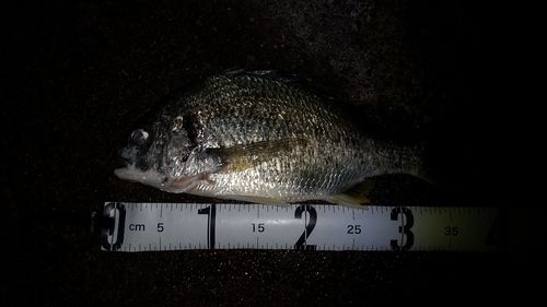 釣果