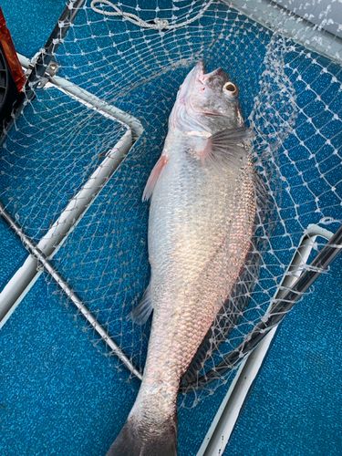 クログチの釣果